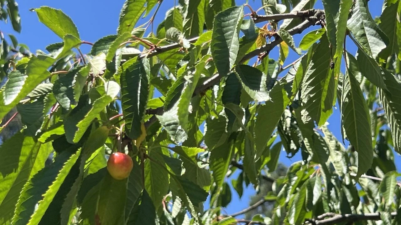 Спека понад +30 °C: як вижити нашому організму та зберегти гаджети від поломок