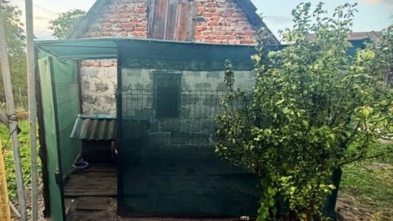 Напад із вилами та ножем: у Львові жорстоко покалічили вівчарку Барона